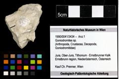 Foto (Objekt + Etiketten) von Goniodromites sp. 
